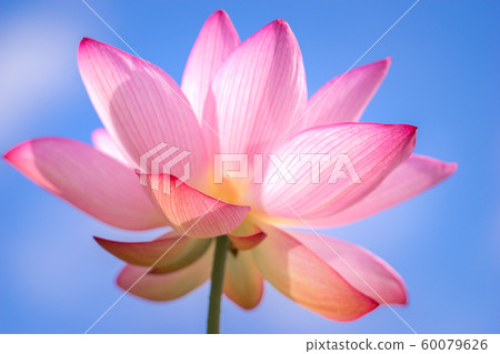 Yamasa Kamaboko工廠“ Yumezen荷花花園”（兵庫縣姬路市Yumezen鎮的衝本縣）*圖片位於註釋部分 60079626