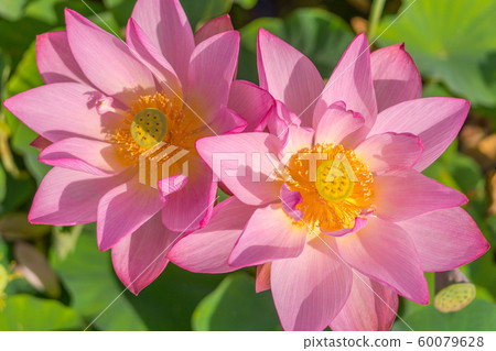 Yamasa Kamaboko Factory "Yumezen, Lotus Flower Garden" (Okimoto, Yumezen Town, Himeji City, Hyogo Prefecture) *Photo position in comment box 60079628