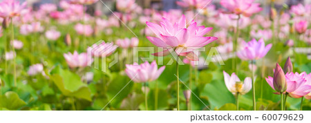 Yamasa Kamaboko Factory "Yumezen, Lotus Flower Garden" (Okimoto, Yumezen Town, Himeji City, Hyogo Prefecture) *Photo position in comment box 60079629