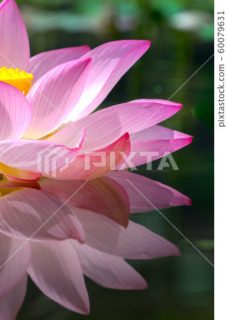 Yamasa Kamaboko工廠“ Yumezen荷花花園”（兵庫縣姬路市Yumezen鎮的衝本縣）*圖片位於註釋部分 60079631