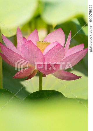 Yamasa Kamaboko工廠“ Yumezen荷花花園”（兵庫縣姬路市Yumezen鎮的衝本縣）*圖片位於註釋部分 60079633