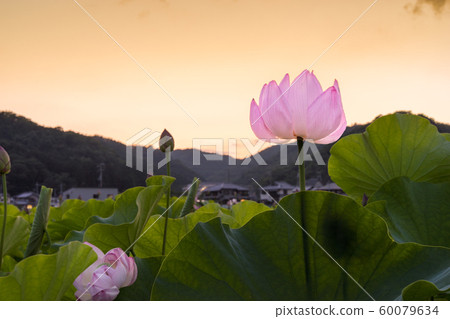 Yamasa Kamaboko工廠“ Yumee，黃昏的荷花”（兵庫縣姬路市Yumezen鎮，衝本縣）*評論欄中的拍攝位置 60079634