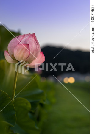 Yamasa Kamaboko工廠“夜蓮夢禪”（兵庫縣姬路市衝本市）*作品註釋欄中的拍攝位置 60079635