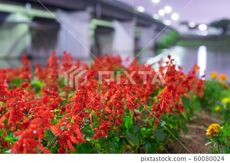 Yumezen River, flowerbed in the riverbed (Higashishincho, Himeji City, Hyogo Prefecture) 60080024