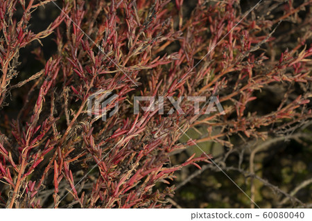 Hama Matsuna Hama Matsuna 60080040