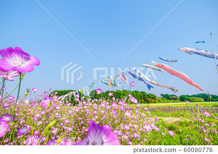 Konosu Flower Festival Barley Nadeshiko 60080776