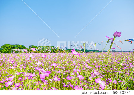 Konosu Flower Festival Barley Nadeshiko 60080785