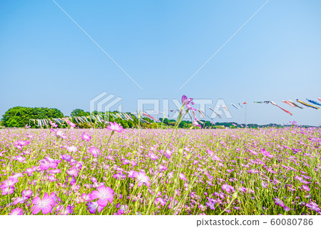 Konosu Flower Festival Barley Nadeshiko 60080786