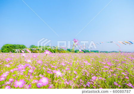 Konosu Flower Festival Barley Nadeshiko 60080787