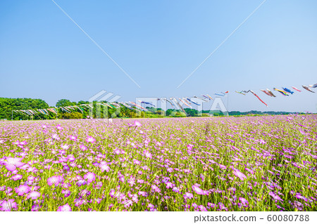 Konosu Flower Festival Barley Nadeshiko 60080788