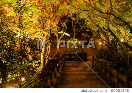 Light up of autumn leaves Light up of autumn leaves 60081268