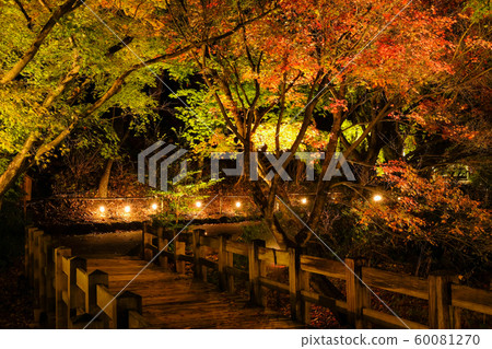 Light up of autumn leaves Light up of autumn leaves 60081270