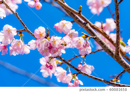 Iwamotoyama Park Oyamazakura [Shizuoka Prefecture] 60081658