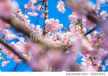 Iwamotoyama Park Oyamazakura [Shizuoka Prefecture] 60081681