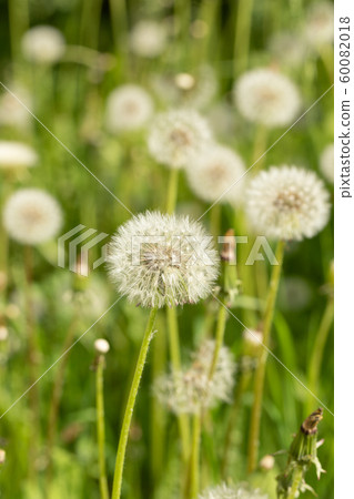White fluffy dandelion flowers on green summer meadow. Selective focus on dandelion on foreground. White fluffy dandelion flowers on green summer meadow. Selective focus on dandelion on foreground. 60082018