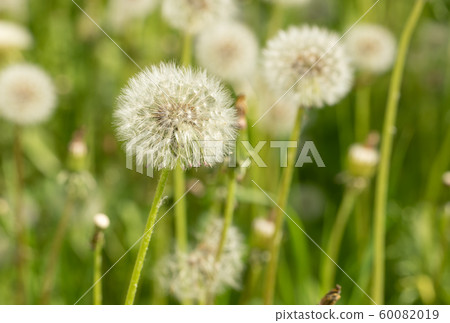 Close-up white fluffy dandelion flowers on green summer meadow. Selective focus on one flower on foreground. Close-up white fluffy dandelion flowers on green summer meadow. Selective focus on one flower on foreground. 60082019