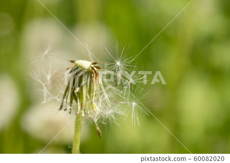 Sunlit half-flown dandelion on blurred green grass background close up. Selective focus, copy space. Sunlit half-flown dandelion on blurred green grass background close up. Selective focus, copy space. 60082020