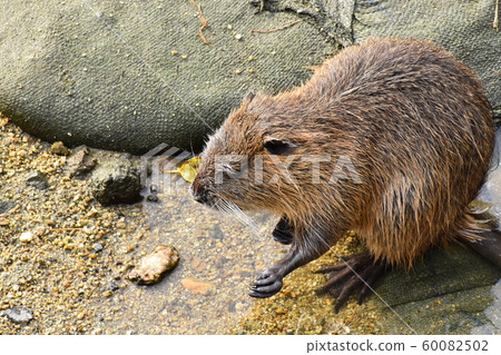 Yamadaike Park Yamadaike Park 60082502