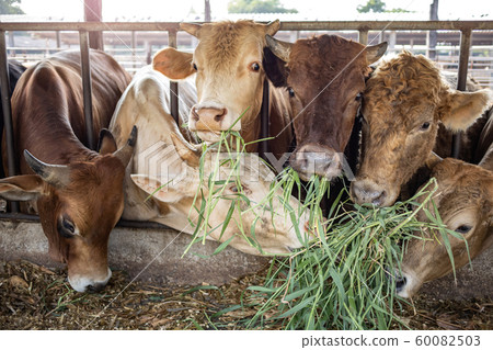 the cows in farm stock eating green grasses from farmer feeding the cows in farm stock eating green grasses from farmer feeding 60082503