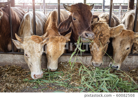 the cows in farm stock eating green grasses from farmer feeding the cows in farm stock eating green grasses from farmer feeding 60082508