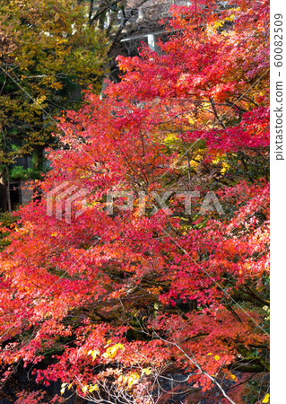 秋天的樹葉 60082509