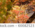 秋天的樹葉 60082523