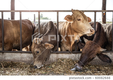 the cows in farmer stock waiting for feeding green grasses 60082688