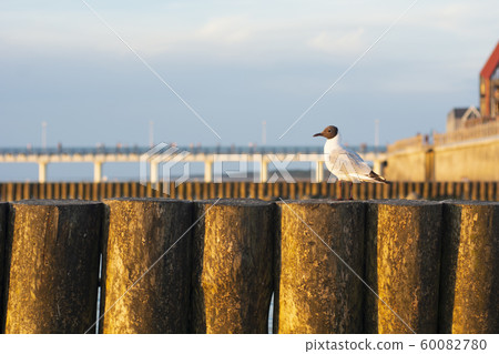 seagull, sea, breakwater 60082780