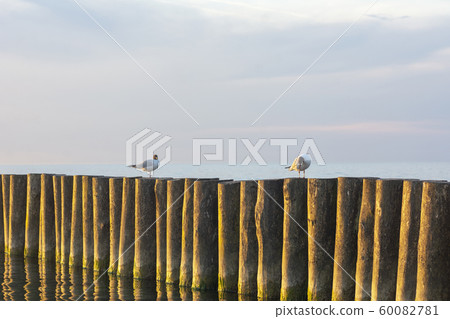 seagull, sea, breakwater 60082781