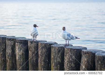 seagull, sea, breakwater 60082782