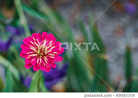 Pink flower blossom on a lilac background in the green grass Pink flower blossom on a lilac background in the green grass 60083359