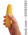 hand holding corn 60083983