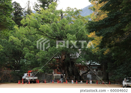 Oyama Iso Shrine, 2600-year-old Okamigi (Omi), Omishima, Ehime Prefecture Oyama Iso Shrine, 2600-year-old Okamigi (Omi), Omishima, Ehime Prefecture 60084602
