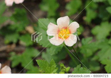 Marvastrum 60084723