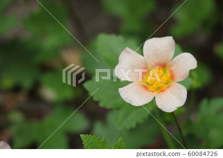Marvastrum 60084726