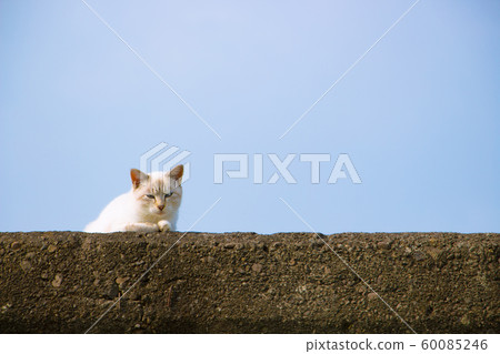 A stray cat on the foot 60085246