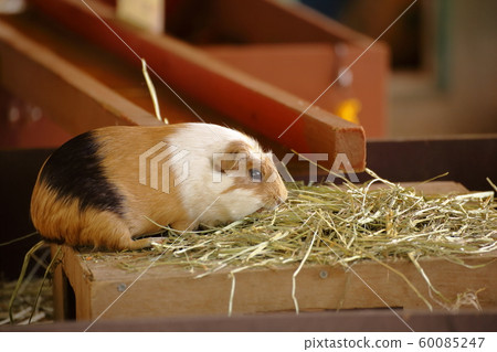 Omuta City Omuta Zoo Guinea Pig 60085247