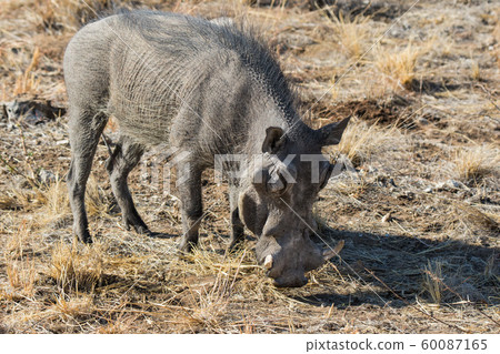 Closeup portrait of common gray warthog with big broken tusks standing in the grass in African savanna. Namibia Closeup portrait of common gray warthog with big broken tusks standing in the grass in African savanna. Namibia 60087165