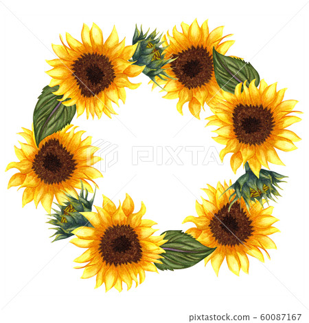 flower, watercolor, sunflower 60087167