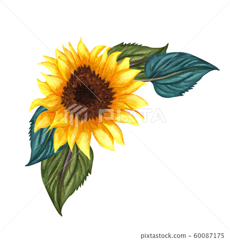 Watercolor Sunflower isolated on white background. Yellow flower with leaves, Autumn flower. Sunny flower. Watercolor Sunflower isolated on white background. Yellow flower with leaves, Autumn flower. Sunny flower. 60087175
