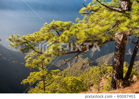 The woods Cumbrecita mountains in the Caldera de taburiente national park 60087401