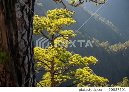 The woods Cumbrecita mountains in the Caldera de taburiente national park 60087501