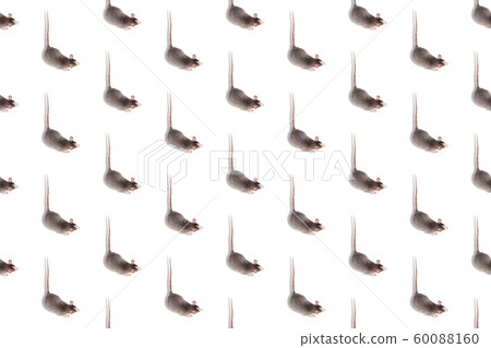 Ret isolated on white seamless pattern. Rodent pets Ret isolated on white seamless pattern. Rodent pets 60088160