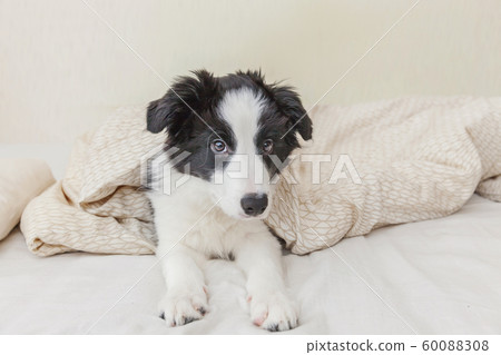Funny portrait of cute smilling puppy dog border 60088308