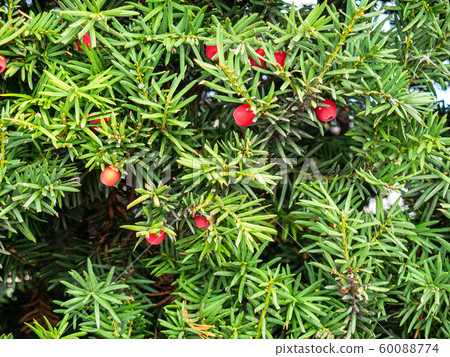 Foliage of Irish yew. Texture of Taxus Baccata berries among green leaves Foliage of Irish yew. Texture of Taxus Baccata berries among green leaves 60088774