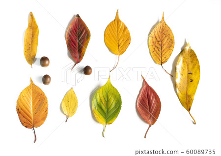 Dead leaves and acorns Dead leaves and acorns 60089735