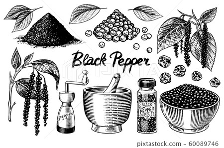 Black Pepper Set In Vintage Style Mortar And Stock Illustration 60089746 Pixta