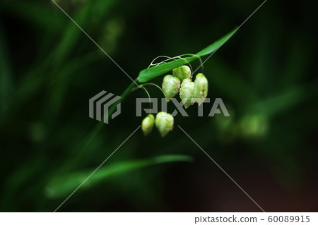 野草花 野草花 60089915