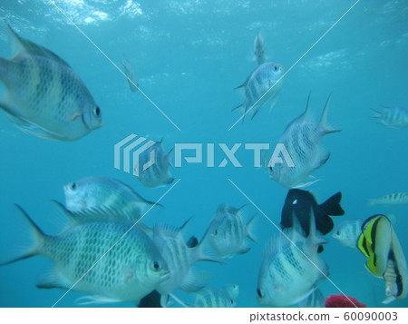 Okinawa scuba diving activity feeding Okinawa scuba diving activity feeding 60090003