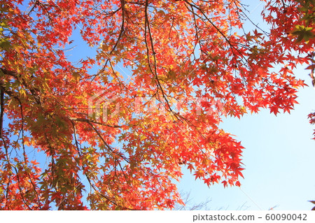 Autumn leaves Autumn leaves 60090042
